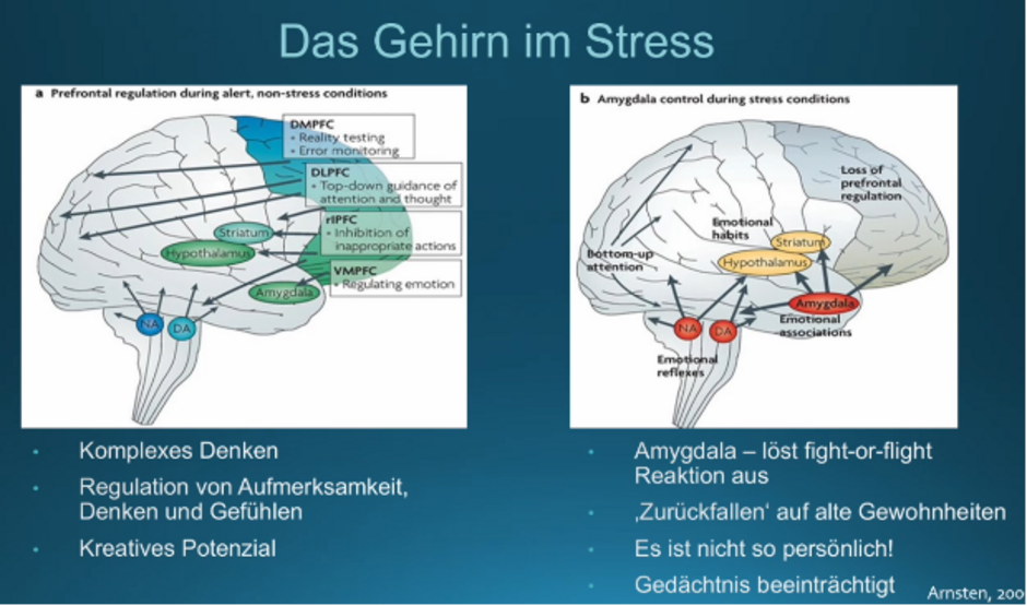 Das Gehirn im Stress