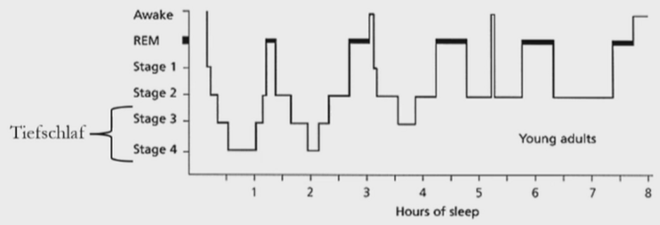 dr-benedict-grafik-schlafphasen