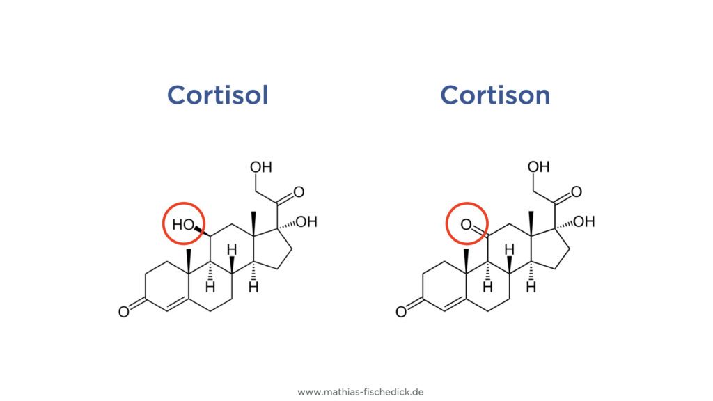 Cortisol und Cortison